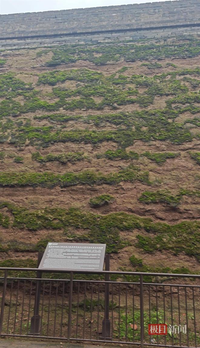 蘑菇大雁塔受潮城墙布满青苔气象局解释成因MG不朽情缘西安连续一个多月降雨遍地长(图3)