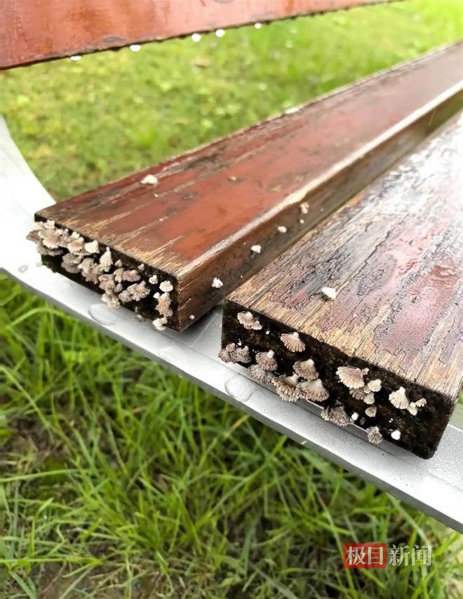 蘑菇大雁塔受潮城墙布满青苔气象局解释成因MG不朽情缘西安连续一个多月降雨遍地长(图2) 蘑菇大雁塔受潮城墙布满青苔气象局解释成因MG不朽情缘西安连续一个多月降雨遍地长(图2)