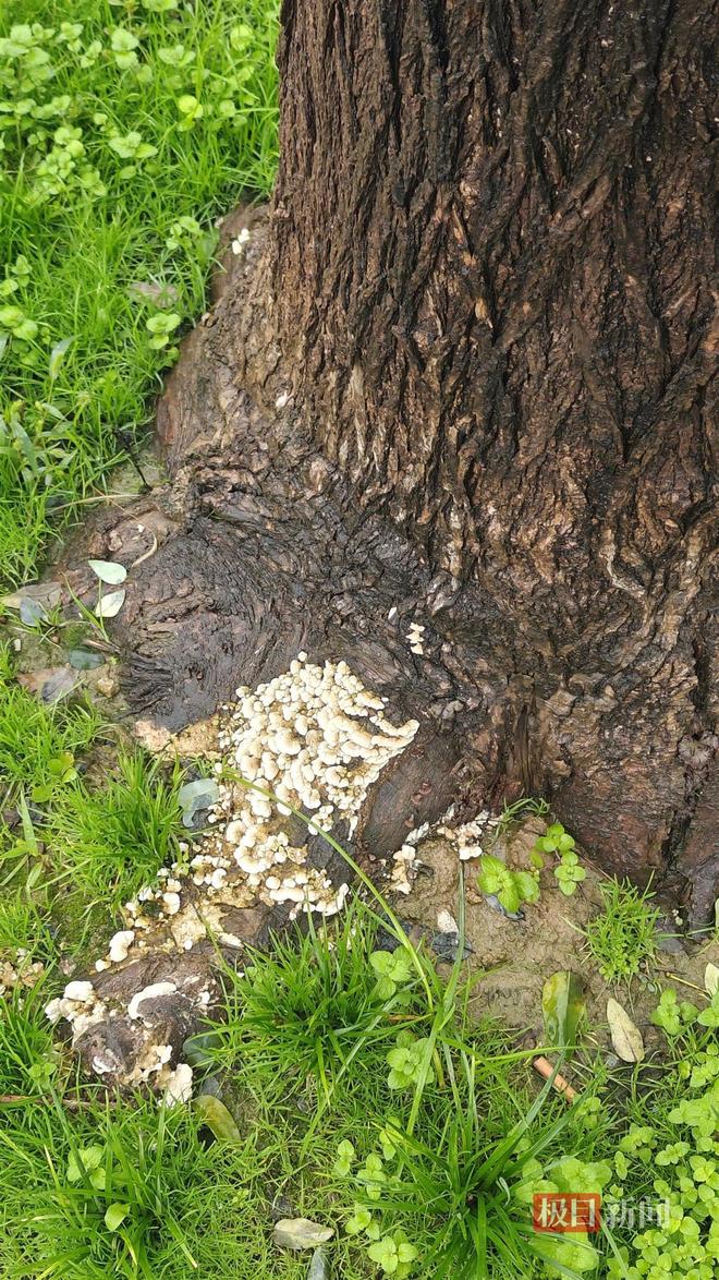 蘑菇大雁塔受潮城墙布满青苔气象局解释成因MG不朽情缘西安连续一个多月降雨遍地长(图4) 蘑菇大雁塔受潮城墙布满青苔气象局解释成因MG不朽情缘西安连续一个多月降雨遍地长(图4)